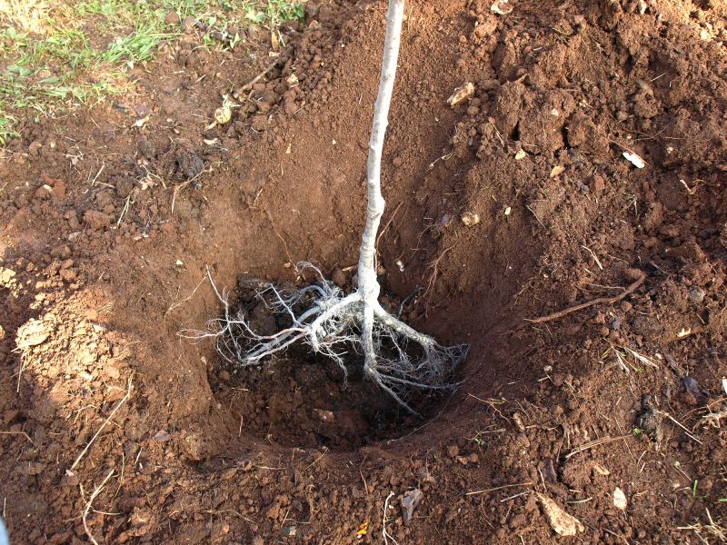 Tree Root Grinding in Waldorf, MD