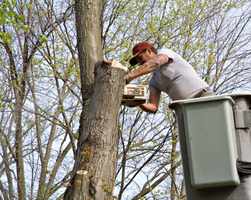 Tree Service in Reno, NV