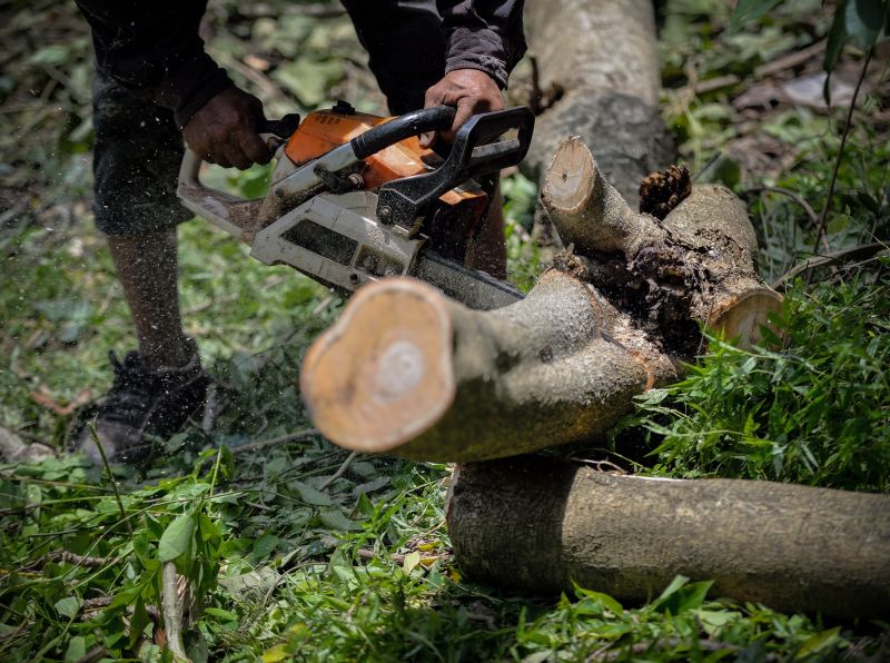 Tree Service in Allentown, PA