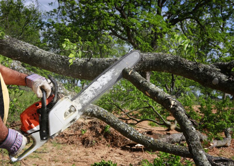 Tree Service in Allentown, PA