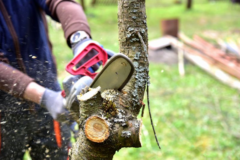 Tree Shearing in San Jose, CA