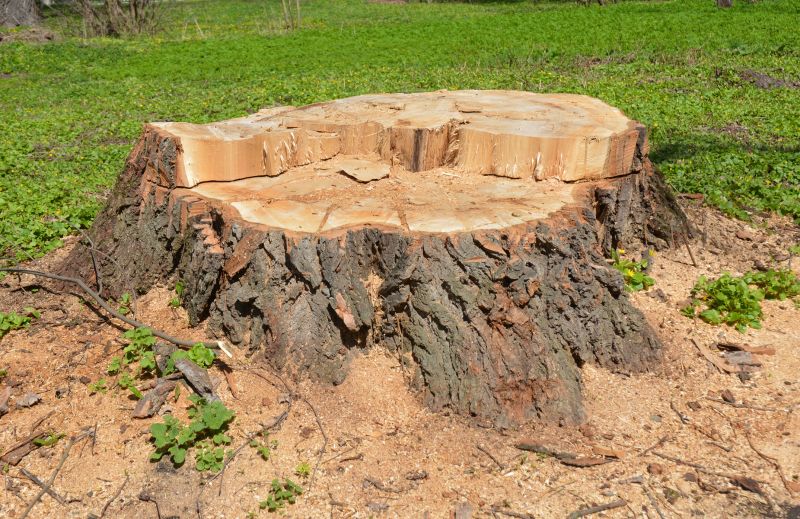Tree Stump Removal in Waldorf, MD