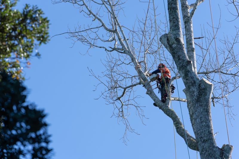 Arborist Performing Tree Trimming