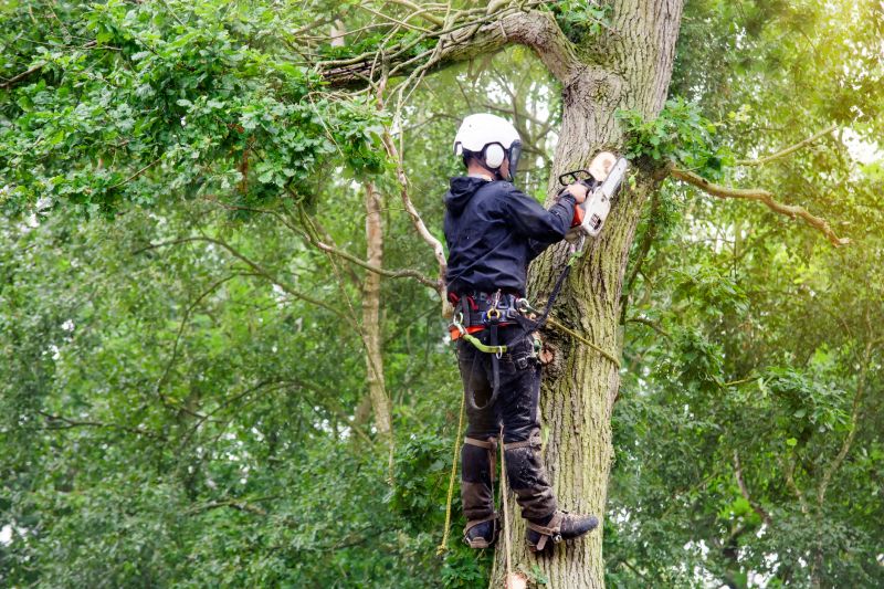 Tree Care Consultation
