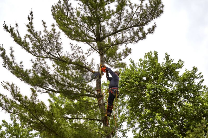 Arborist Climbing a Tree