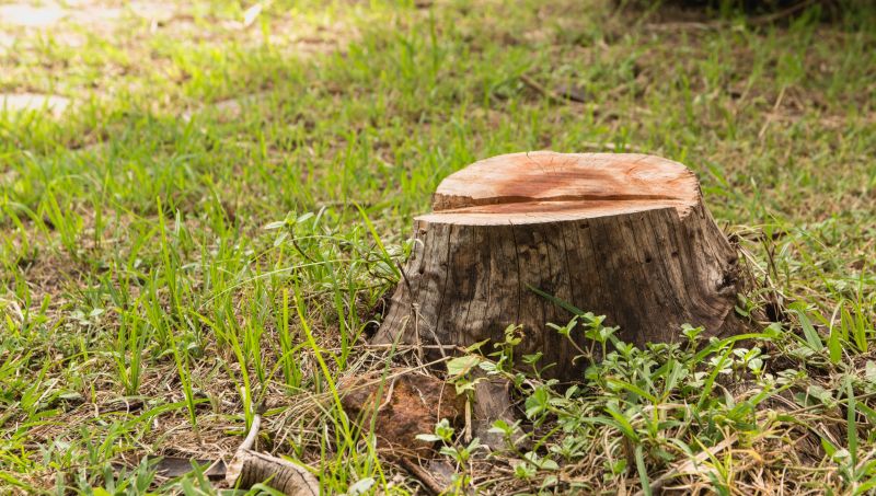 Tree Trunk Removal in Waldorf, MD