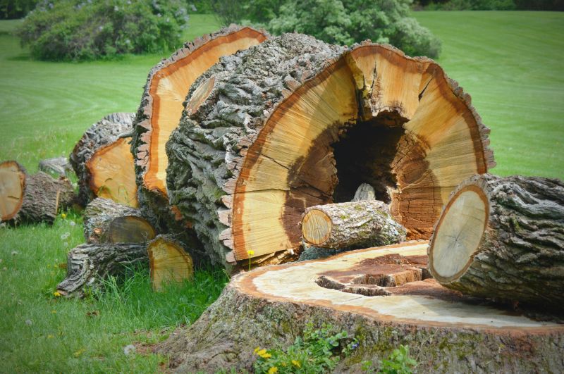 Tree Trunk Removal in Waldorf, MD
