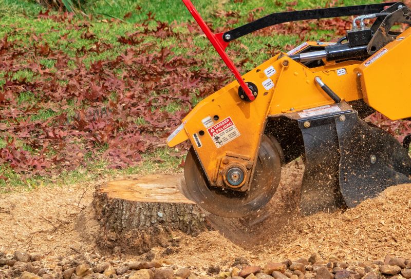 Tree Trunk Removal in Aiken, SC