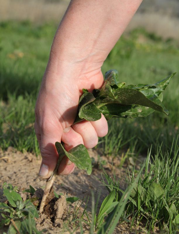 Weeding Service in Ventura County, CA