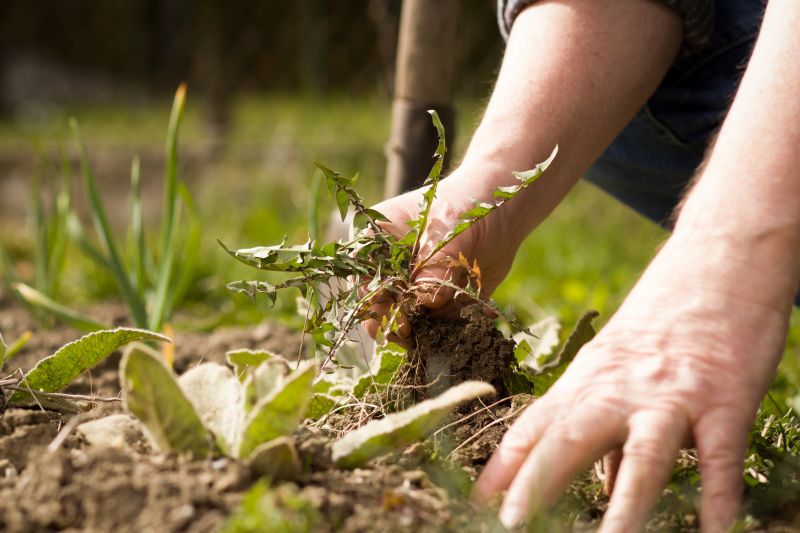 Weeding Service in Ventura County, CA