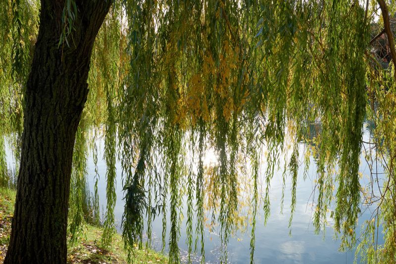 Willow Pruning