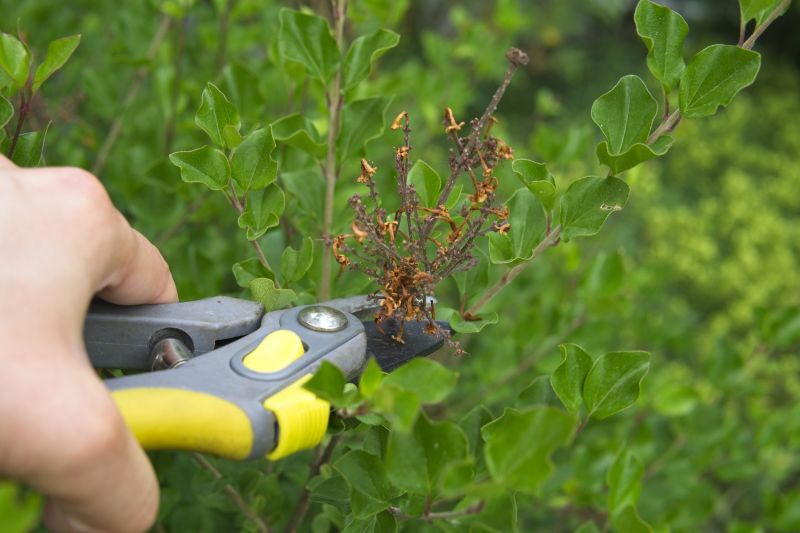 Willow Pruning