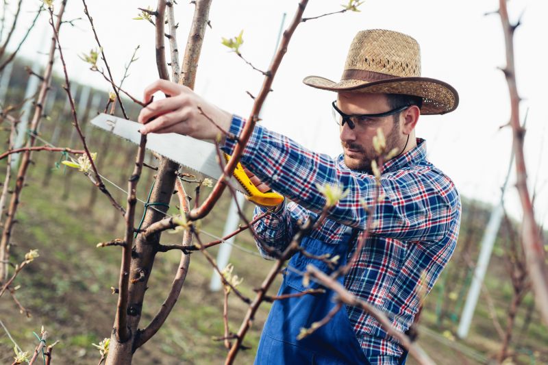 Willow Pruning