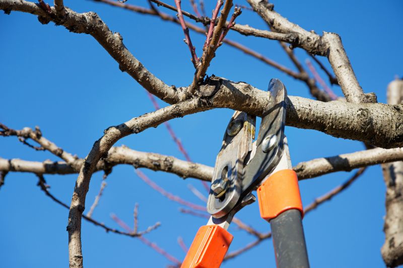 Willow Pruning