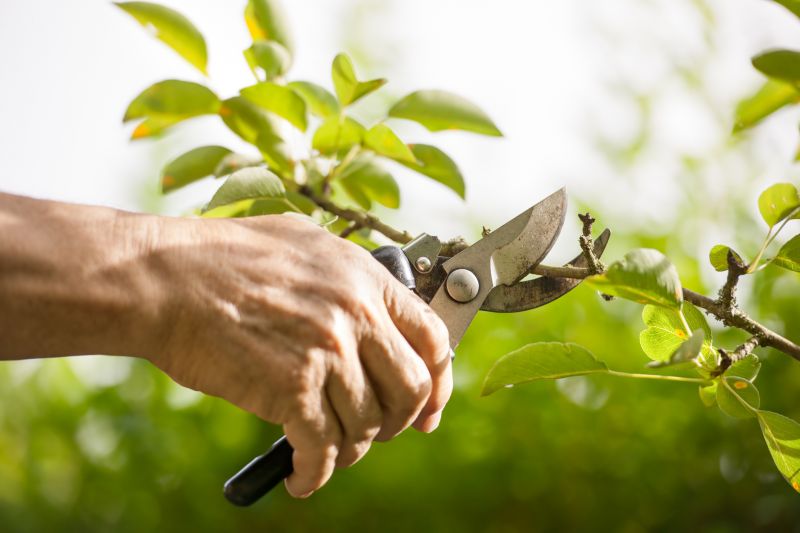 Willow Pruning