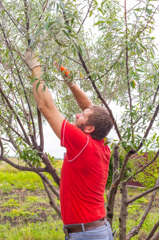 Willow Pruning