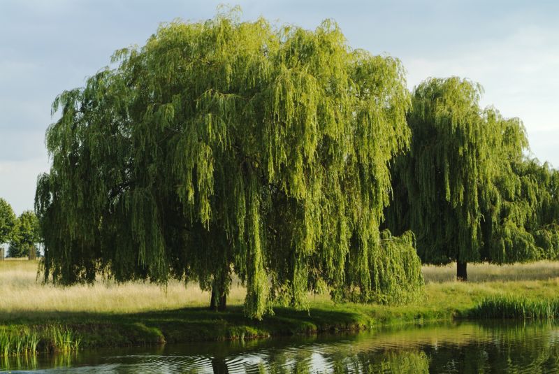 Willow Pruning