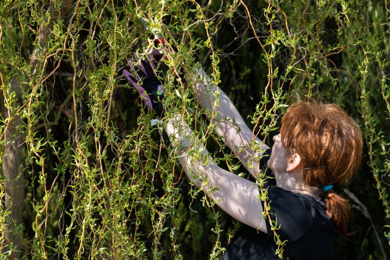 Willow Prunings in Winter