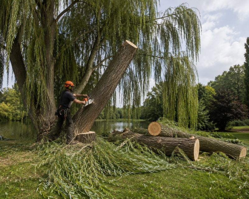 Willow Tree Removal in Bucks County, PA